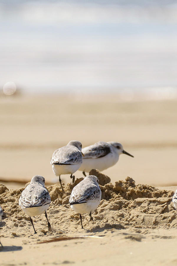 Snowey Plover Photograph by Dr Janine Williams