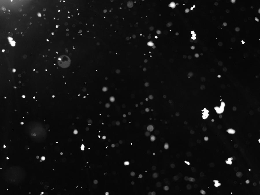 Snowfall Photograph by © Sanne Lodahl. http/www.sannelodahl.dk