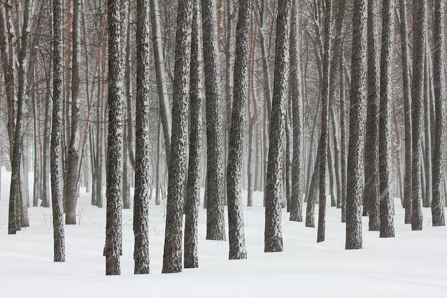 Snowfall In Winter Forest Photograph by Mikhail Kokhanchikov