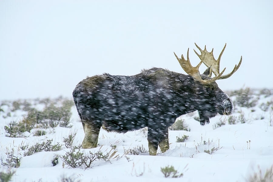 Moose Photograph - Snowfall by Mango Art