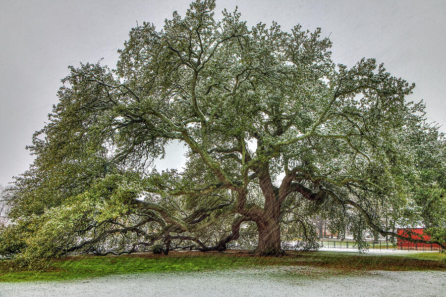 Snowfall On Emancipation Oak Tree Photograph