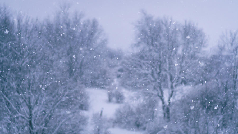 Snowfall on the Preserve Photograph by Jason Fink