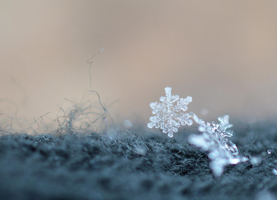 Snowflake 1  Photograph by Jennifer Wallace