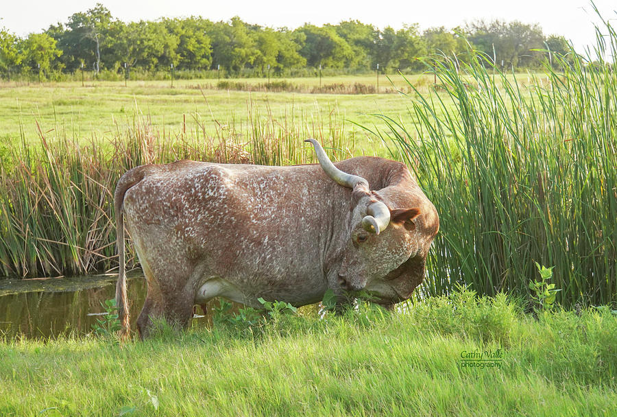 Snowflake, a longhorn cow  Photograph by Cathy Valle
