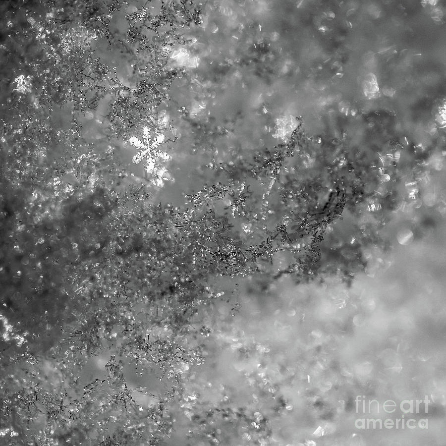 Snowflake among the snow Photograph by Jim DeLillo