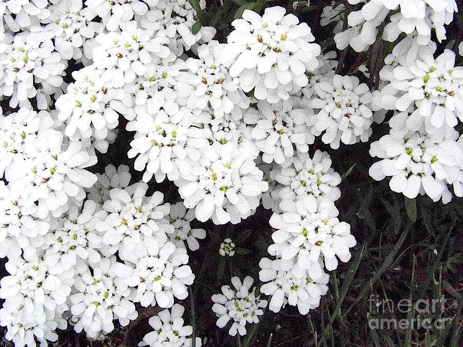 Snowflake Candytuft Photograph by Charles Robinson