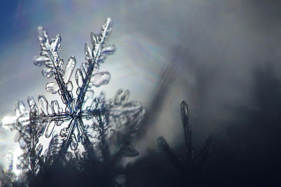 Snowflake, ephemeral beauty Photograph by Ulrich Kunst And Bettina Scheidulin