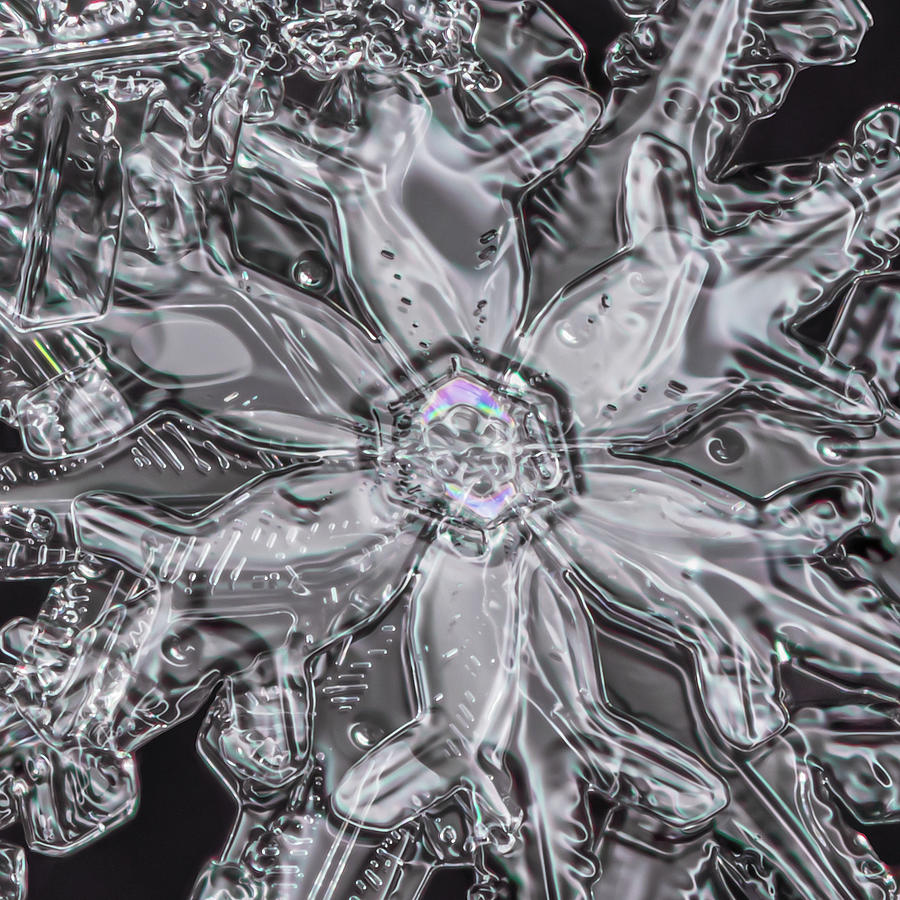 Snowflake Flower Photograph by Brian Caldwell