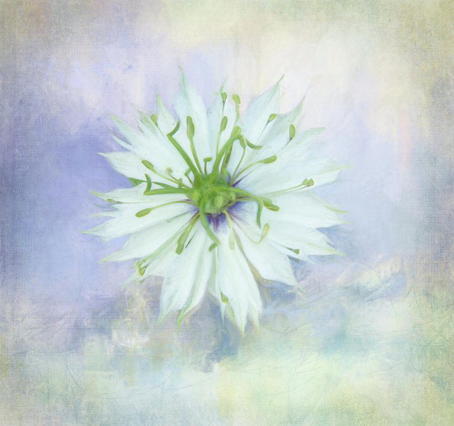 Snowflake Flower Digital Art by Terry Davis
