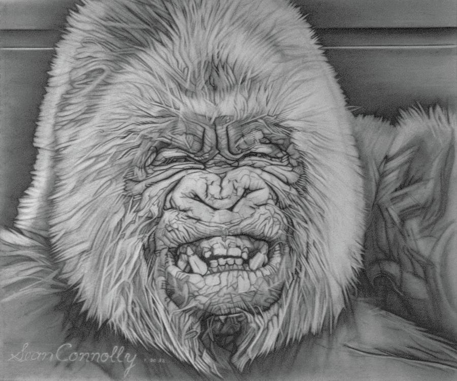 A Gorilla Named Snowflake Drawing by Sean Connolly