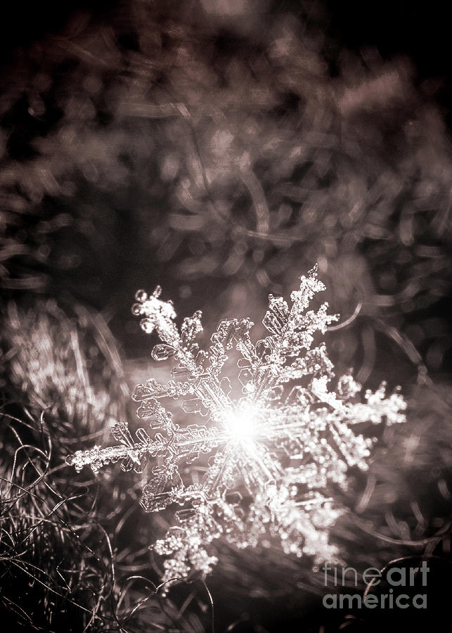 Snowflake Sparkle Photograph by Tina Uihlein