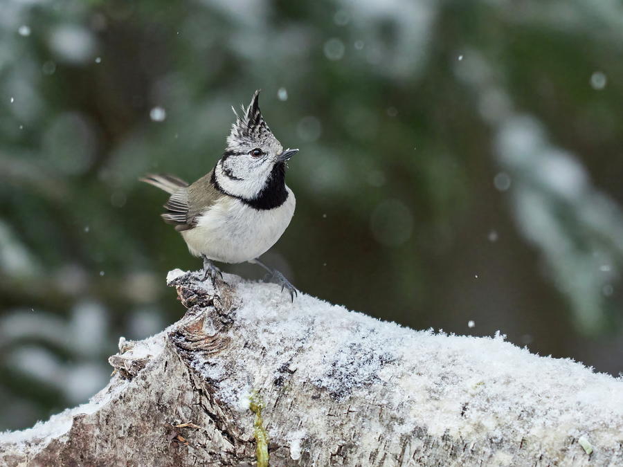Snowflake surprise. European crested tit Photograph by Jouko Lehto