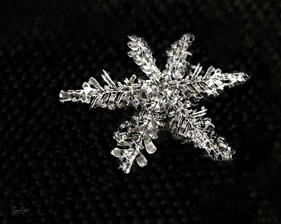 Snowflake Photograph by Suzanne Stout