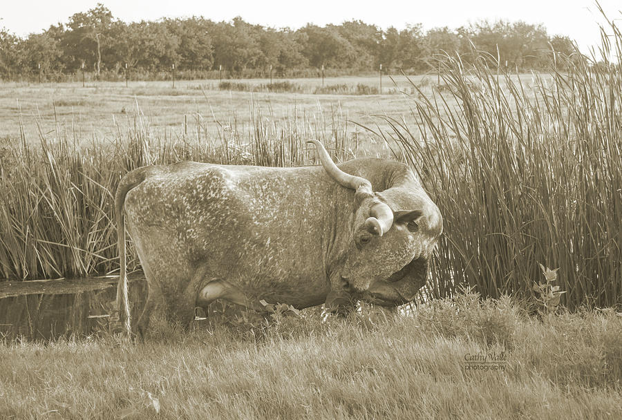 Snowflake - Texas longhorn cow in Sepia Photograph by Cathy Valle