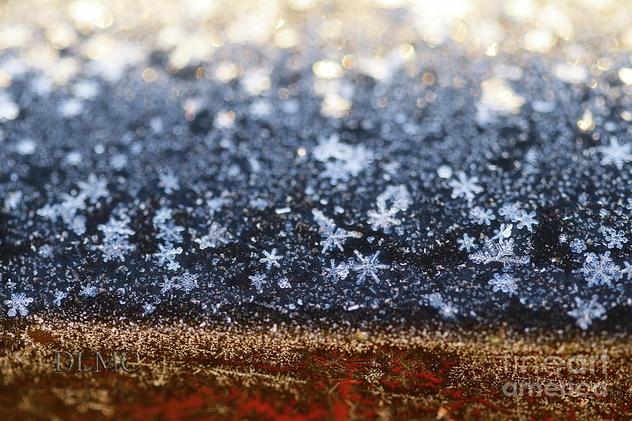 Snowflake Views Photograph by Donna L Munro