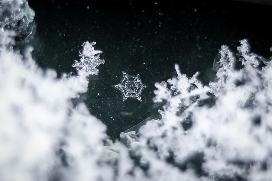 Snowflake Web Photograph by Holly Greene - Fine Art America