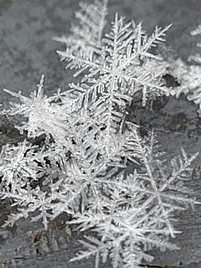Snowflakes Photograph by Ally White