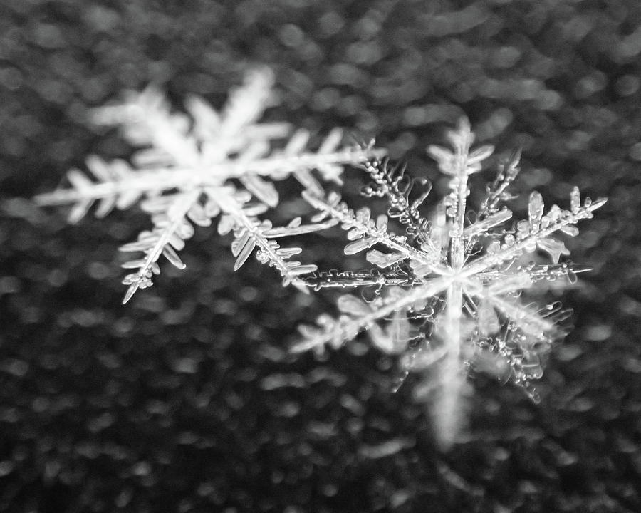 Snowflakes Closeup Macro Winter Snow Photograph by Toby McGuire