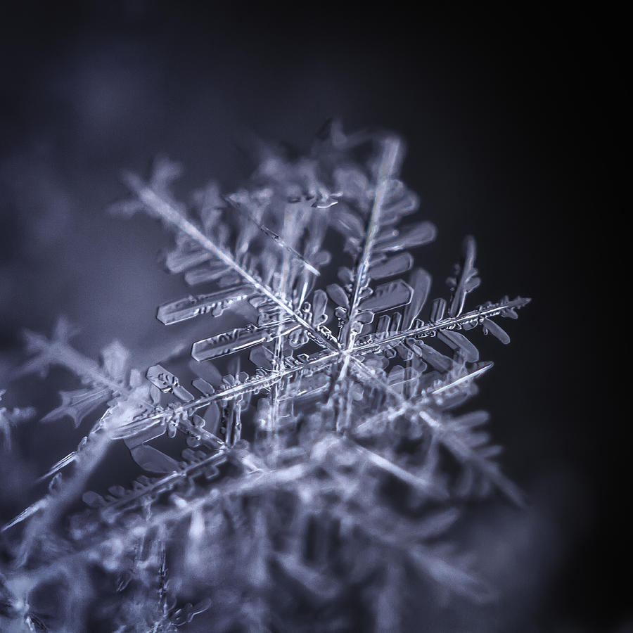 Snowflakes Photograph by LazyPixel / Brunner Sébastien