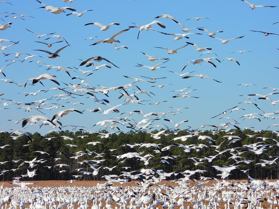 Snowgeese In Flight Photograph