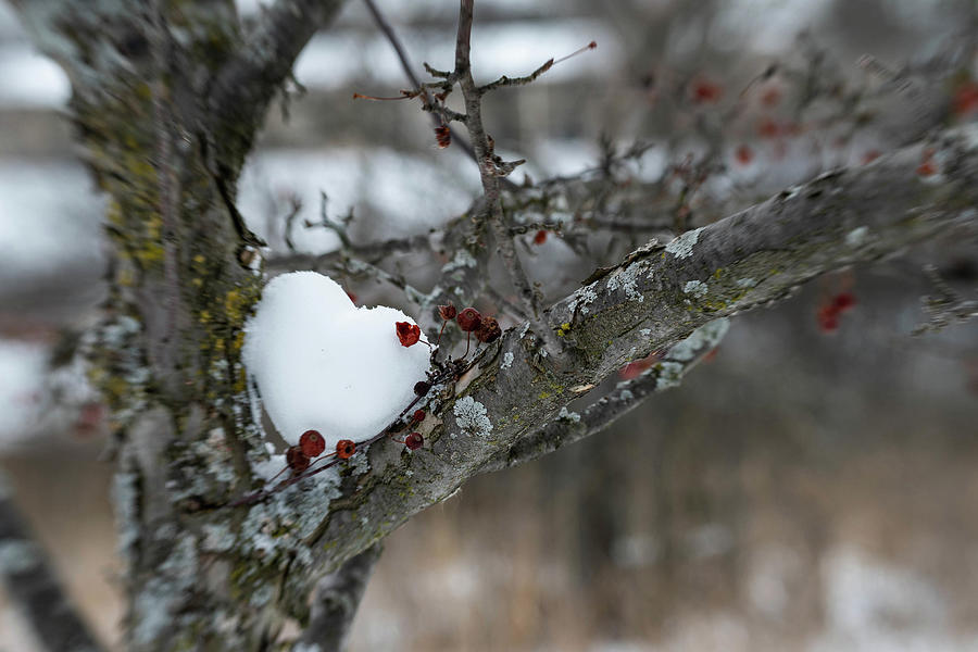Snowheart in a Crabapple Tree Photograph by Kimberly Mackowski
