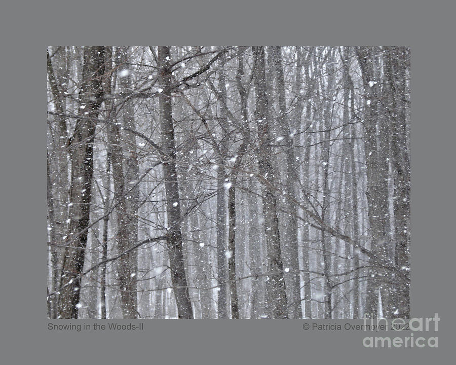 Snowing in the Woods-II Photograph by Patricia Overmoyer