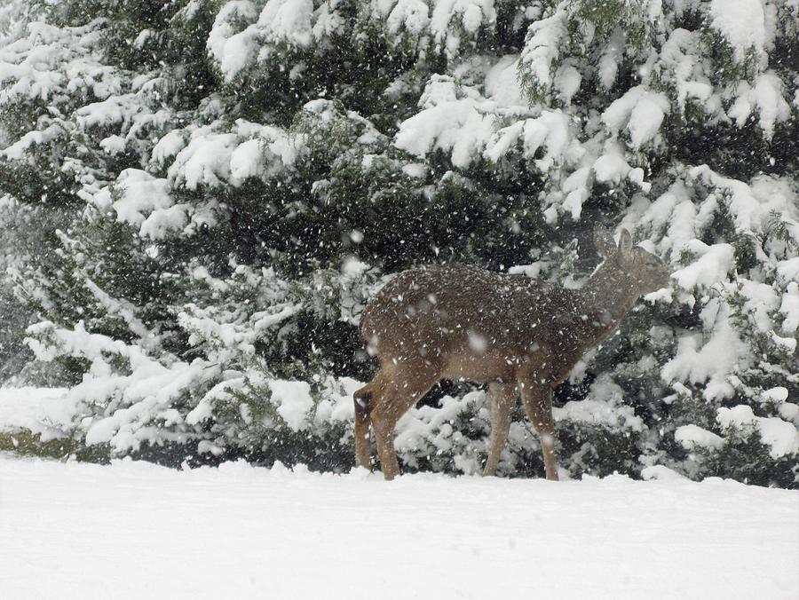 Snow Deer by Susan Lindblom
