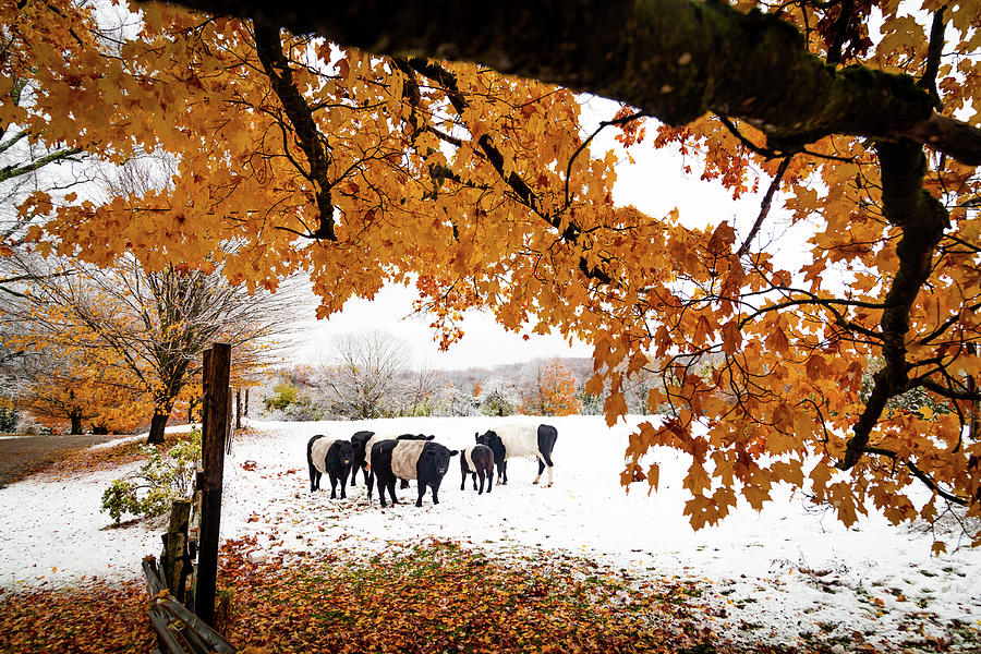 Snowliage and Belted Belted Galloway Photograph by Tim Kirchoff