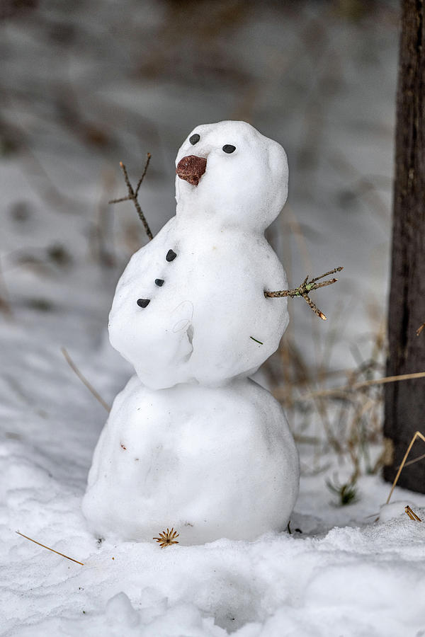 Snowman Photograph by Paul Freidlund