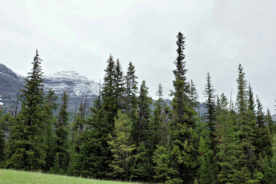 Snowny Mountains And Forested Meadow 1 Along The Northeast Entrance ...