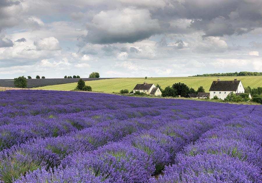 Snowshill lavender, Cotswolds, England Photograph by Sarah Howard