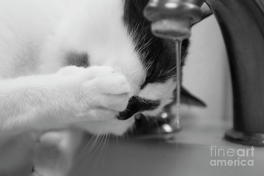 Cat Photograph - Snowshoe Cat Drinking from Faucet Two BW by Elisabeth Lucas