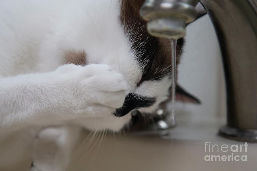 Cat Photograph - Snowshoe Cat Drinking from Faucet Two by Elisabeth Lucas