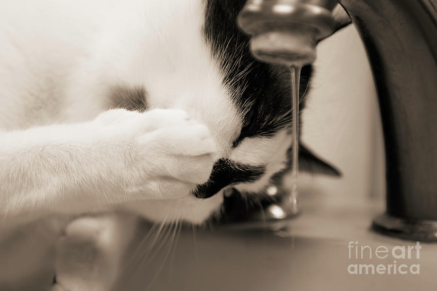 Cat Photograph - Snowshoe Cat Drinking from Faucet Two Sepia by Elisabeth Lucas
