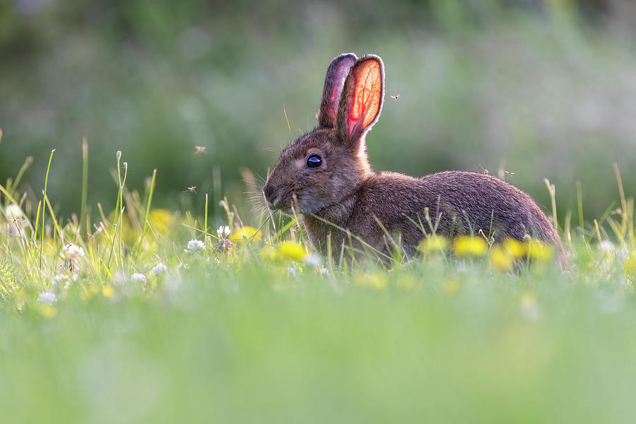 Snowshoe hare in sunset Photograph by Mircea Costina Photography - Fine ...