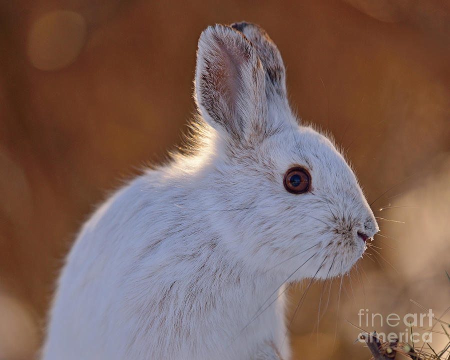 Wildlife Photograph - Snowshoe Hare by Joshua McCullough
