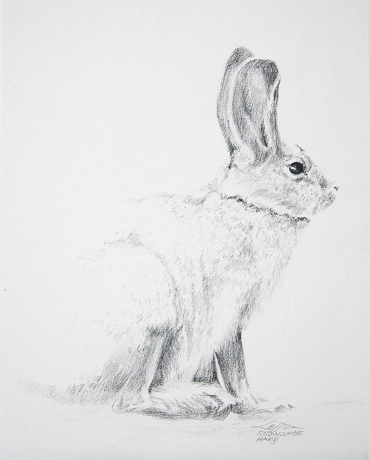 Snowshoe Hare Drawing by Marian Lessa Lawrence Fine Art America