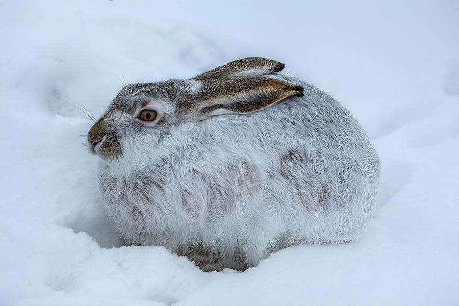 Snowshoe Hare Photograph by Michael DeGrenier Snowshoe Hare Photograph by Michael DeGrenier