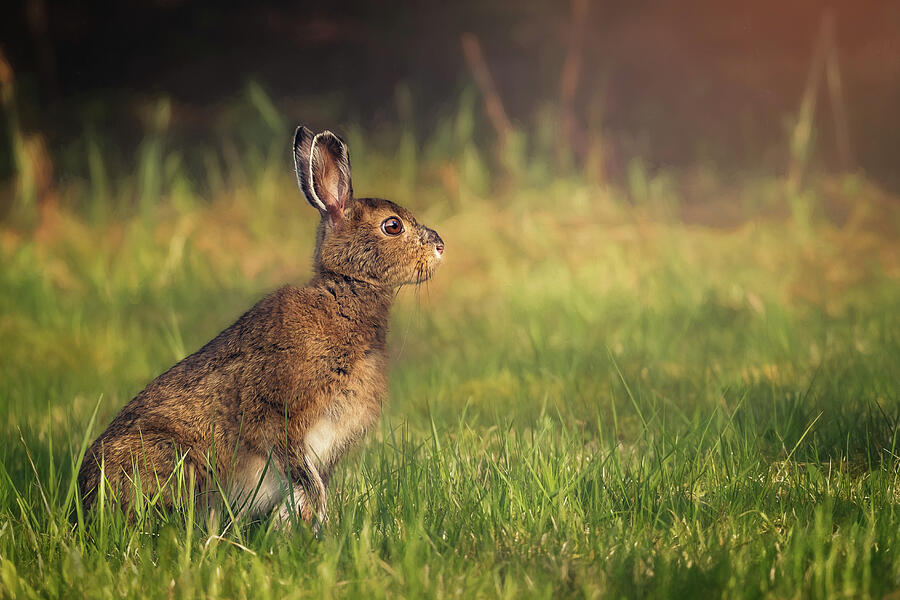 Snowshoe Hare Photograph by Tracy Munson - Fine Art America