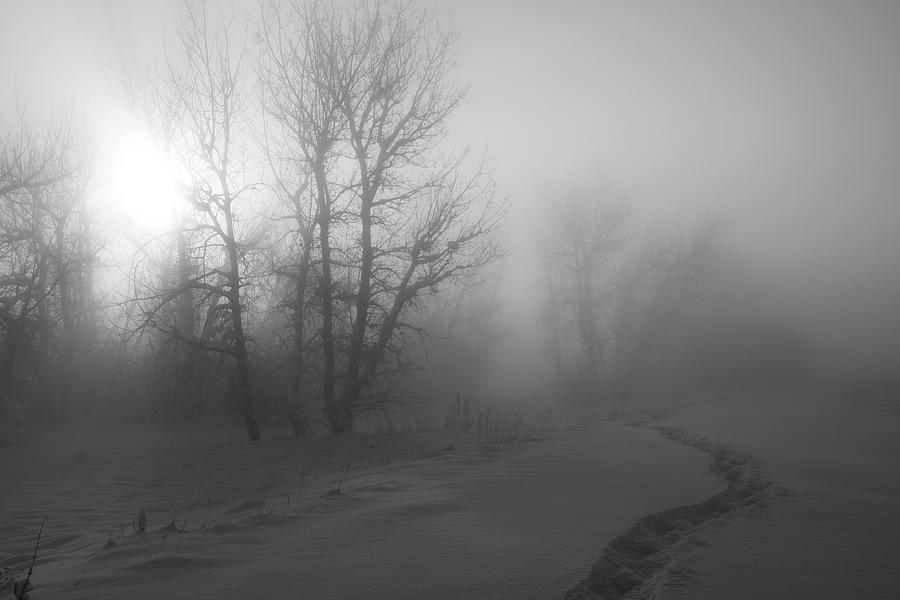 Snowshoeing Path Through the Fog and Snow Photograph by Cascade Colors