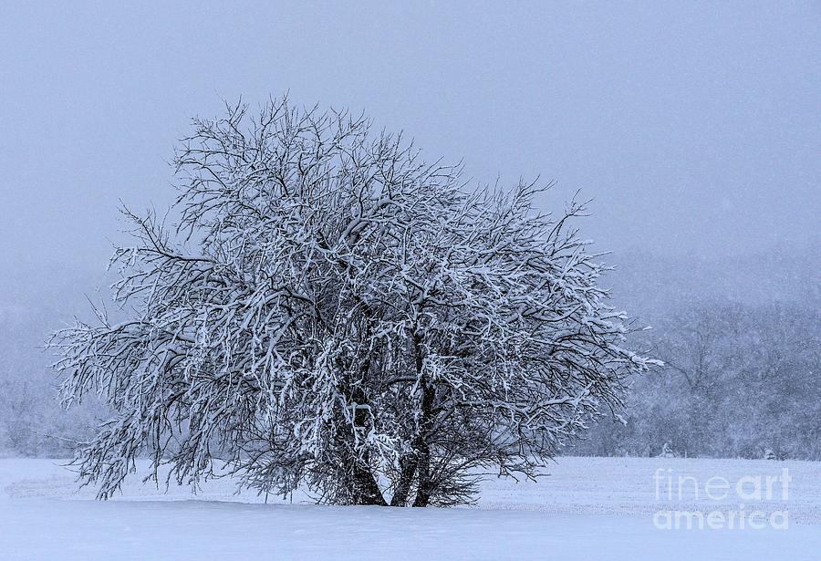 Snowstorm Creates A Magical Sight Photograph