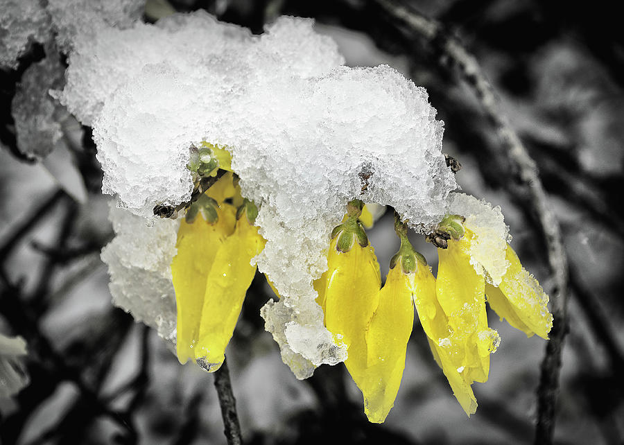 Snowsythia Photograph by Steven Nelson