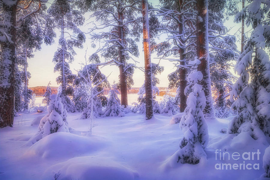Magic Photograph - Snowy 2 by Veikko Suikkanen