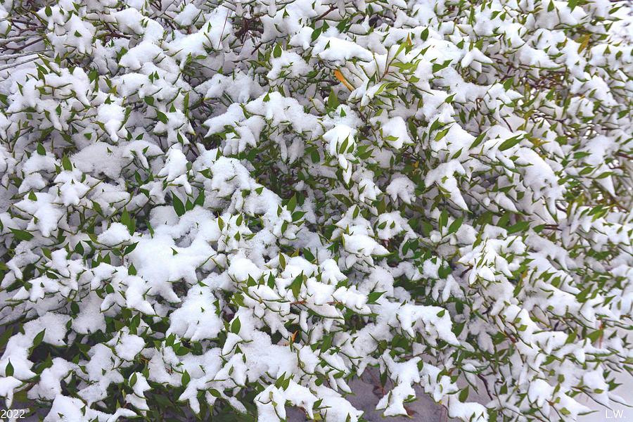 Snowy Azalea Abstract Photograph by Lisa Wooten