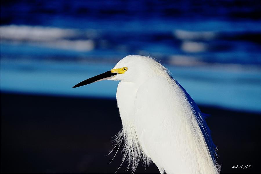 Snowy Beach Egret Florida Photograph by Allen L Improta