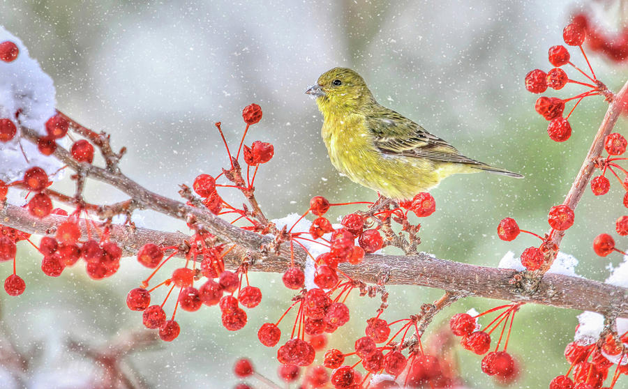 Bird Photograph - Snowy Beak by Donna Kennedy