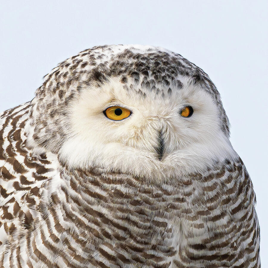 Snowy beauty Photograph by Alan Moore Snowy beauty Photograph by Alan Moore