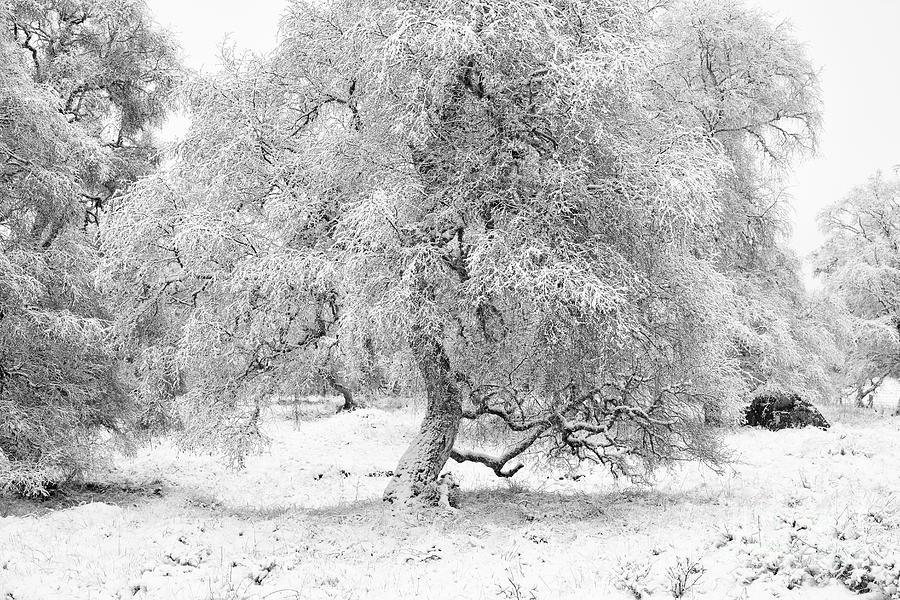 Snowy Birch Tree Monochrome Photograph by Tim Gainey