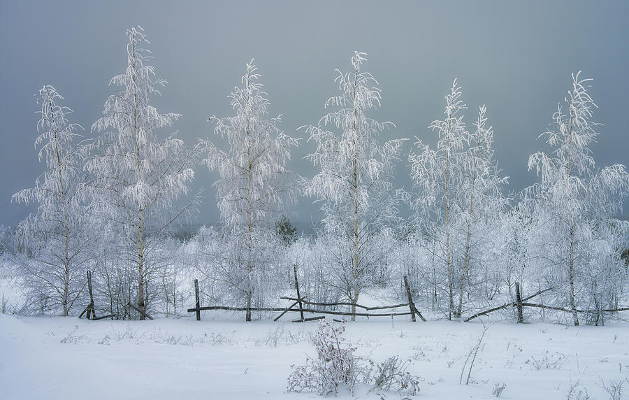 Snowy birch trees Photograph by Igor Klyakhin