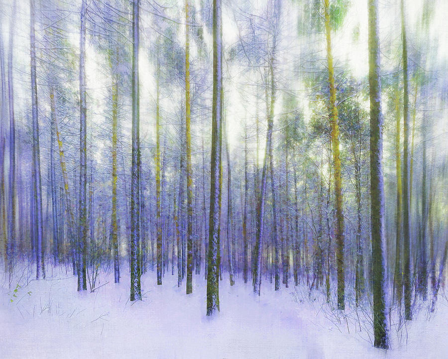 Snowy Birches Digital Art by Terry Davis